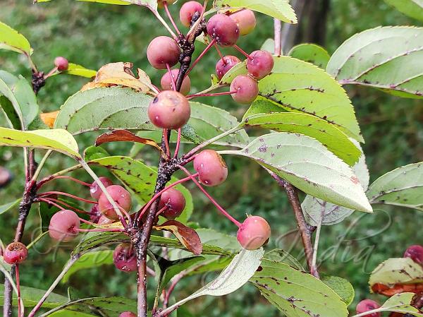 Manchurian Crabapple